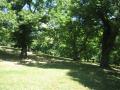 thumbs/IMG_0043.JPG.jpg