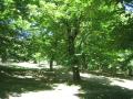 thumbs/IMG_0046.JPG.jpg
